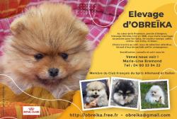 Adorables bbs spitz nain pomeranien  lof - elevage d'obreika