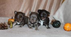 Chihuahuas lof (poils longs)