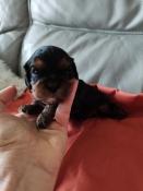 Chiot cavalier king charles