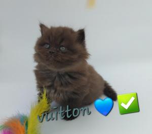 Chaton mle  apparence british longhair