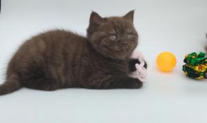 Chaton femelle  apparence british shorthair