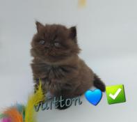 Chatons british  shorthair   loof