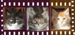 Chatons maine coon