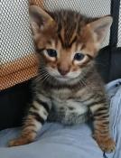 Chaton toyger