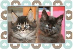 Chatons maine coon