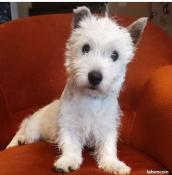 Magnifique westie