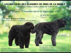 Vds chiots bouvier des flandres