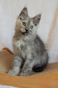 Chaton maine coon - black smoke - mle