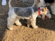 Bbs fox terrier a naitre