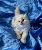 Magnifiques chatons sacr de birmanie loof