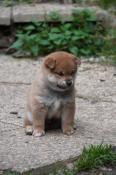 A rserver chiots shiba lof