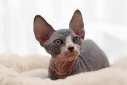 Chaton sphynx mle loof