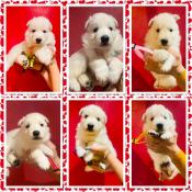 Magnifique chiots bergers blancs suisses lof a reserver