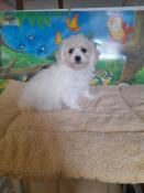 Chiot bichons friss disponibles