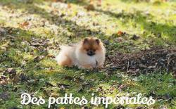 Chiot mle spitz lof