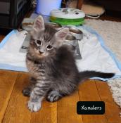 Chatons maine coon a reserver