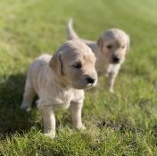 Chiots golden retriever lof pour nol