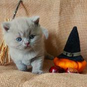 Chatons british shorthair lilac loof mles