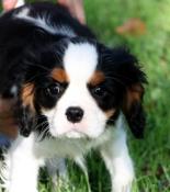 Adorables chiots cavalier king charles