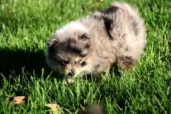 Magnifiques chiots apparence spitz allemand