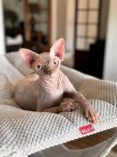 Sphynx femelle loof couleur seal tortie mink yeux bleus