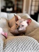 Sphynx femelle loof couleur seal tortie mink yeux bleus