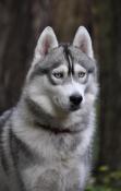 Jeune mle husky lof