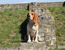 Magnifique mle beagle tricolore dbourr sanglier