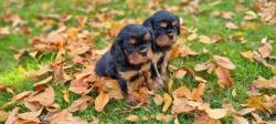 Deux femelles cavalier king charles disponibles  la rservation