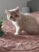 Chatons selkirk rex disponibles