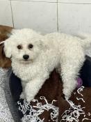 Vaillant adorable mle lof de race bichon fris