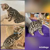 Chatons bengal brown