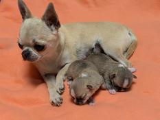 Magnifiques bebes chihuahuas poils courts