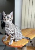 Chatons bengal ns le 01 aot 2024