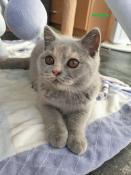 Chatons british shorthair loof