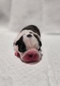 Chiots boston terrier