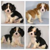 Bbs cavalier king charles lof