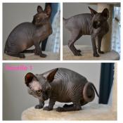 Chatons sphynx loof