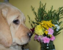 Labrador lof disponible -labrador du pomayrol-