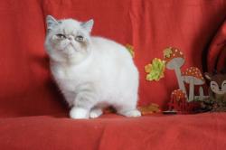 Femelle exotic shorthair loof