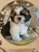 Chiot shih tzu lof a rserve