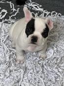 V.. adorable femelle bouledogue franais