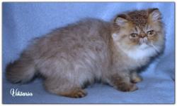 Femelle apparence persan brown blotched tabby (issu de parents loof)