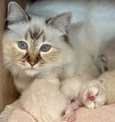 Chatons sacr de birmanie  rserver