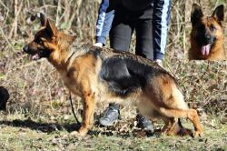 Chiots berger allemand mle