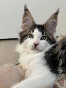 Chatons maine coon loof