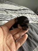 Vente chiots loulou de pomerannie