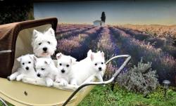 Producteur eleveur de west highland white terrier exclusif