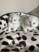 A reserver 2 chatons ragdoll