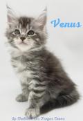 Adorable chatons maine coons loof